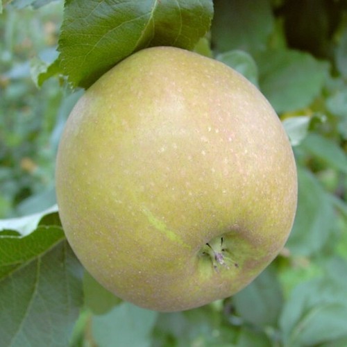 Apfelbaum schöner boskoop - v.,