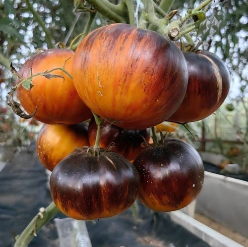 Samen tomate appetit - tomate, "appetit