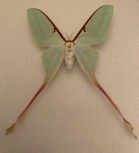 Actias dubernardi weibchen - actias,