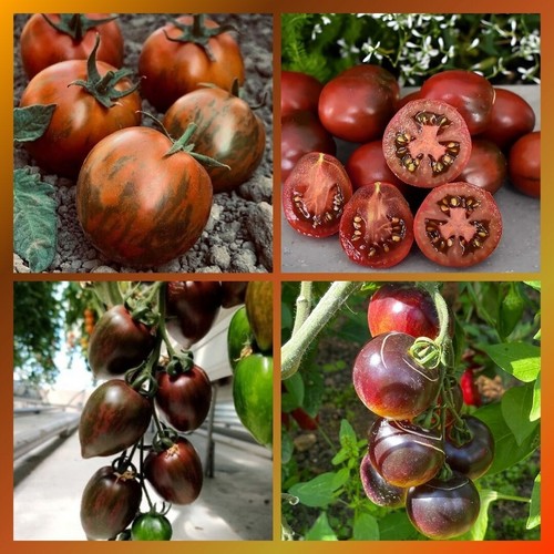 Tomaten set wunderschöne - set, 4
