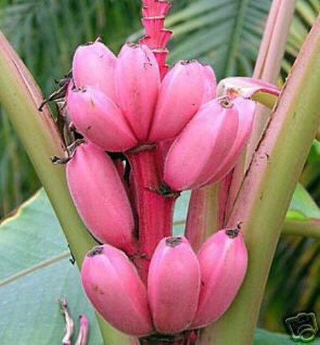 Samen winterharte rosa banane - samen,