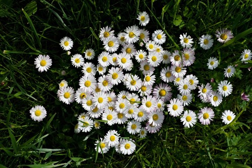 5000 samen gänseblümchen - 5000,