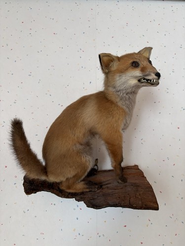 Rotfuchs welpe präparat wand - rotfuchs-welpe-präparat.,