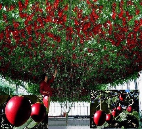 Baumtomate frosthartes
