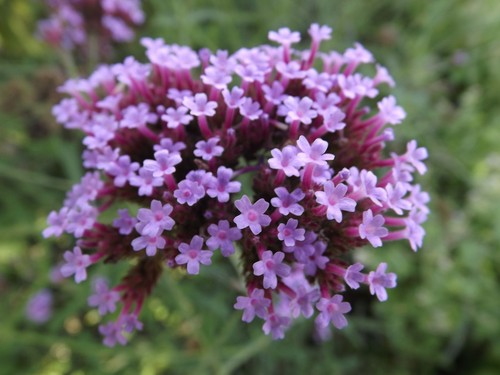 Eisenkraut verbena - -,