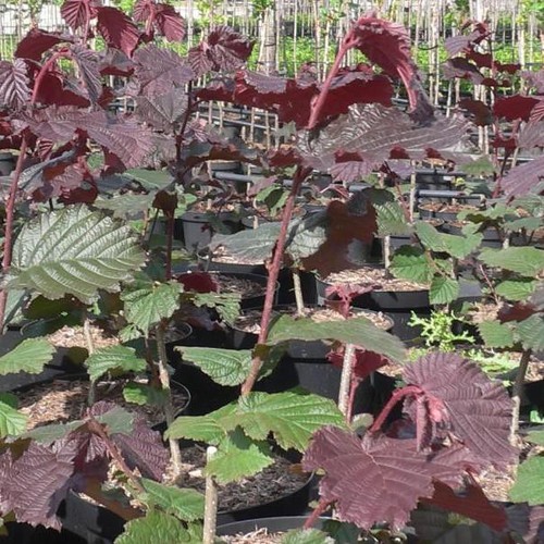 Haselnuss maxima purpurea - haselnuss,