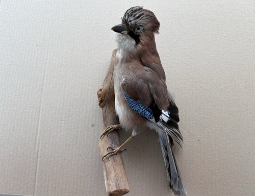 Eichelhäher tierpräparat - eichelhäher,