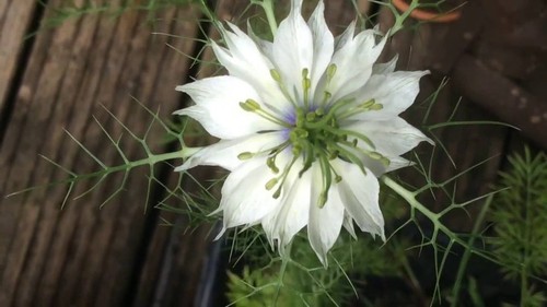 Schwarzkümmel nigella - -,