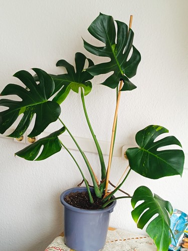 Monstera matcha mint - matcha,