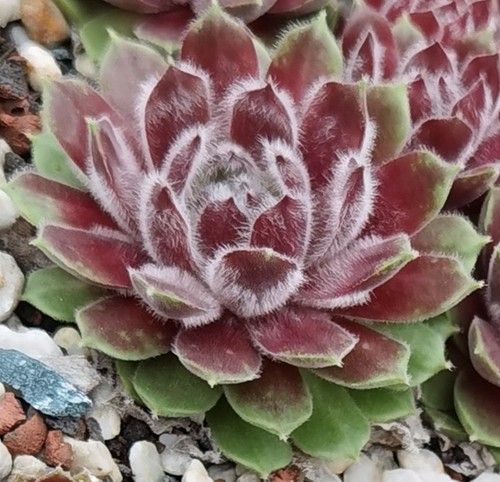 Sempervivum siebenschön 1 - "siebenschön",